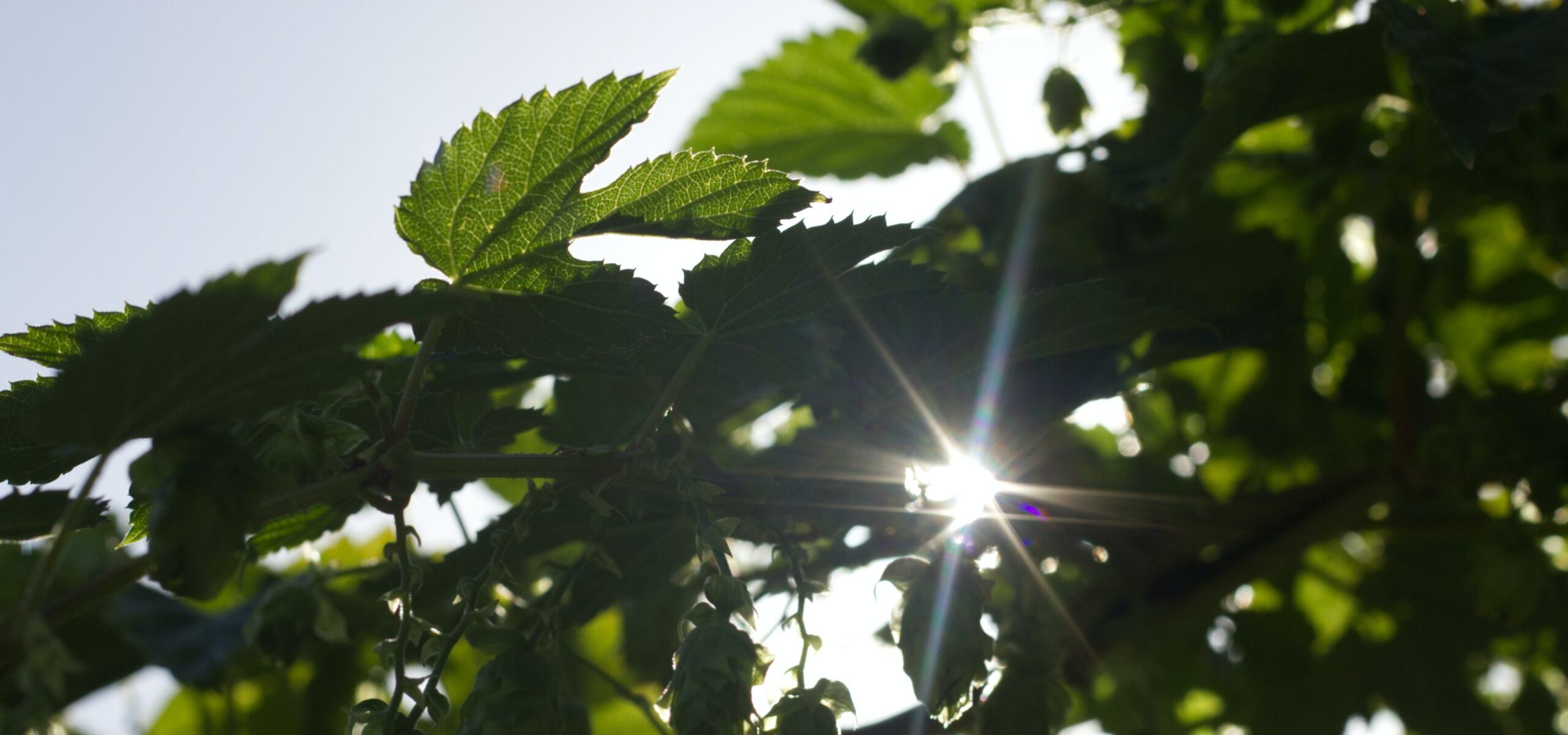 Leaves through which the sun shines