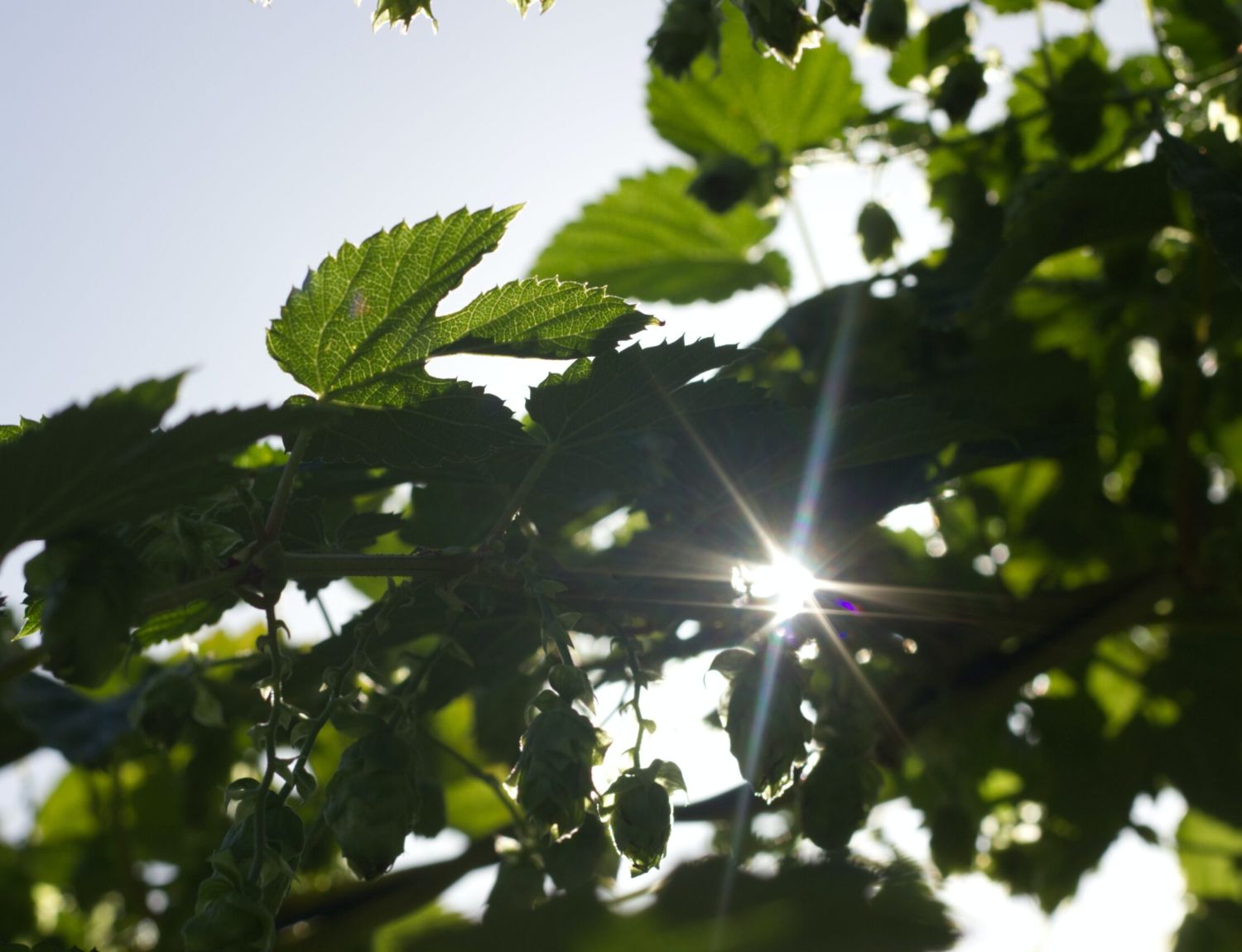 Leaves through which the sun shines