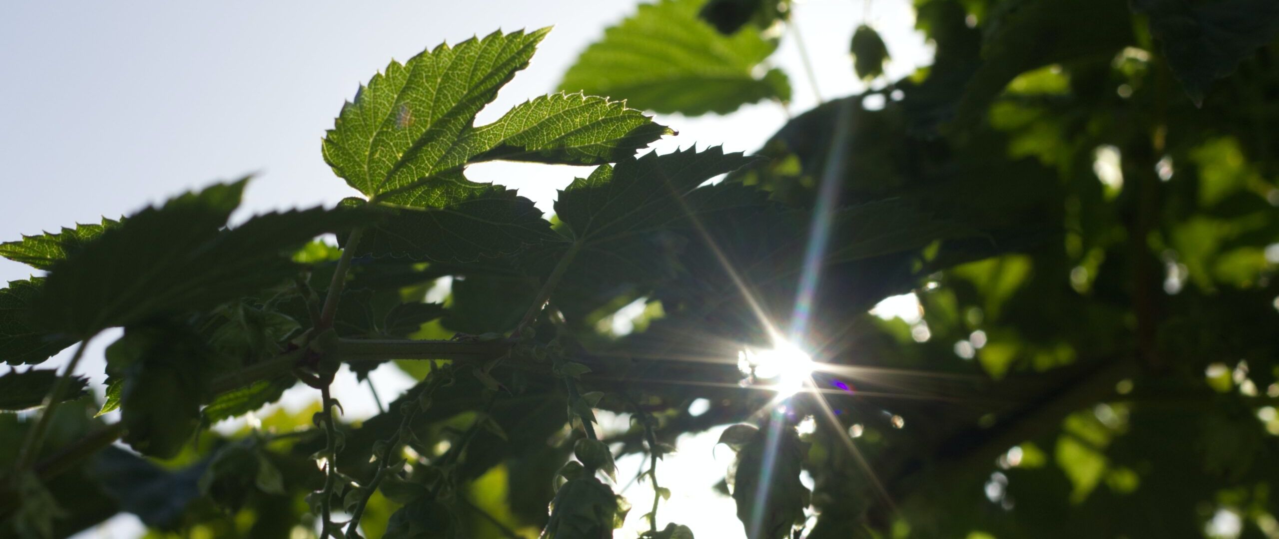 Leaves through which the sun shines