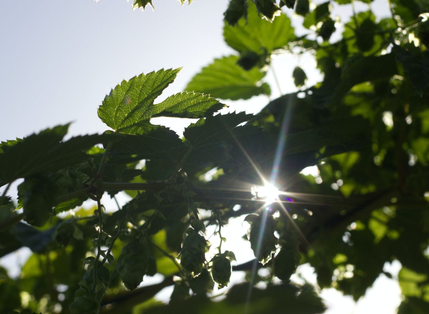 Leaves through which the sun shines