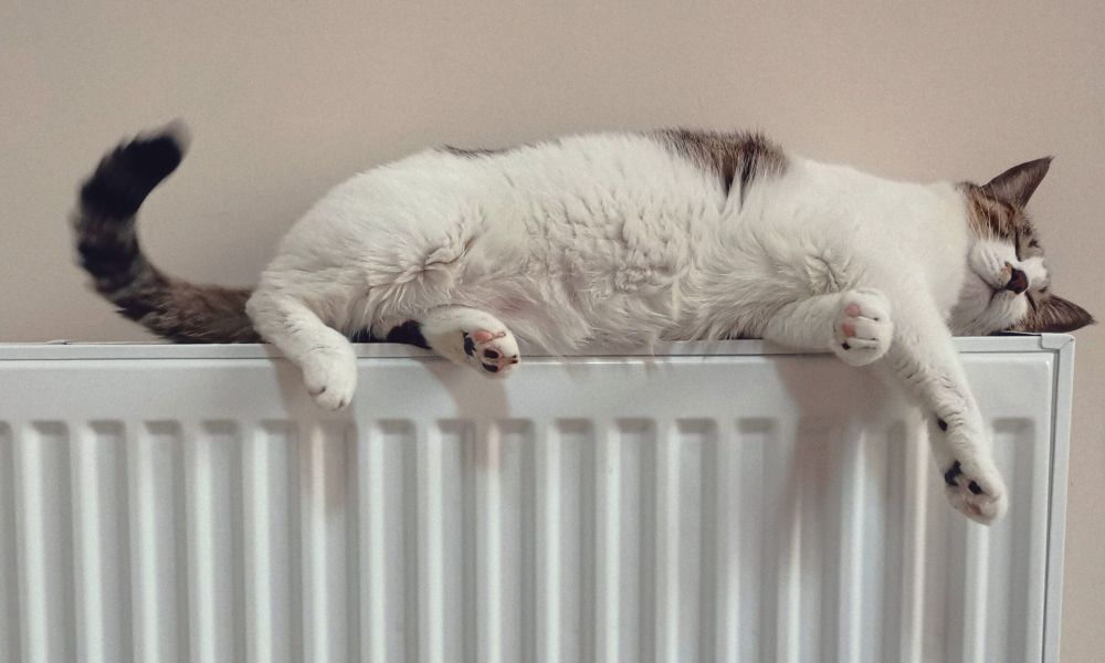Gemütliche Katze liegt entspannt auf einem Heizkörper – Symbol für Wärme und Energiesparen.